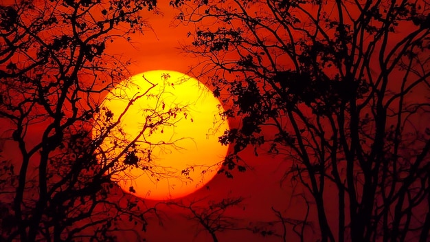 Arbre au coucher du soleil dans les milieux de la nature rurale