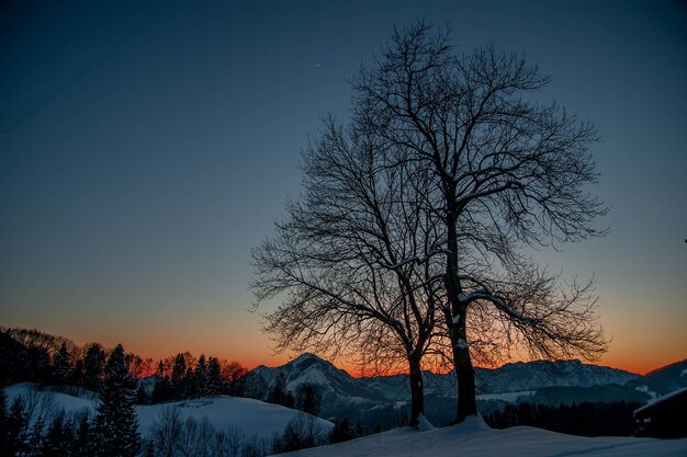 Arbre au coucher du soleil avec de la neige