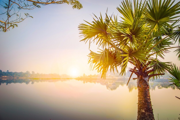 Photo arbre au coucher du soleil