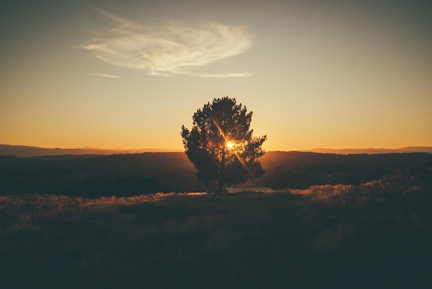 arbre au coucher du soleil