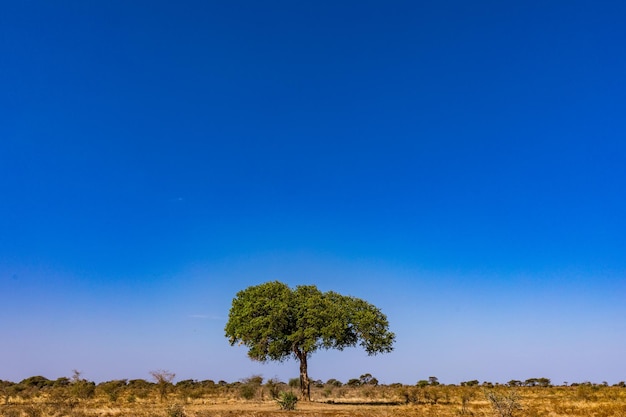 Photo un arbre au milieu d'un désert sec