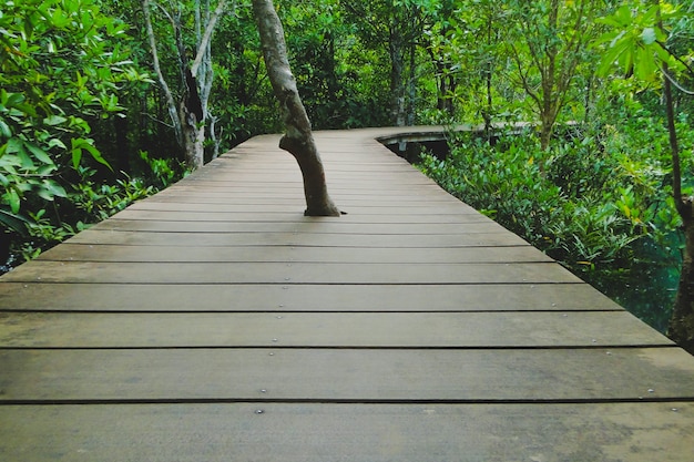 Arbre au milieu d&#39;un pont de bois