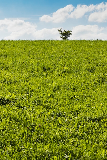 Arbre au milieu d&#39;un pré vert avec fond de ciel bleu