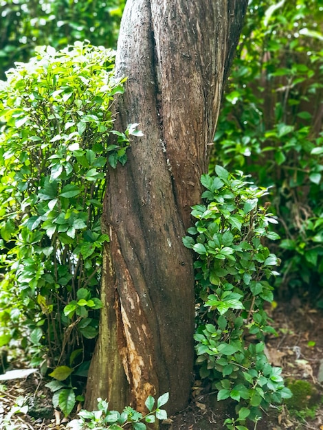 un arbre au tronc unique