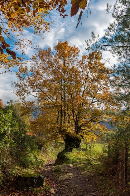 Arbre automnal au milieu de la nature