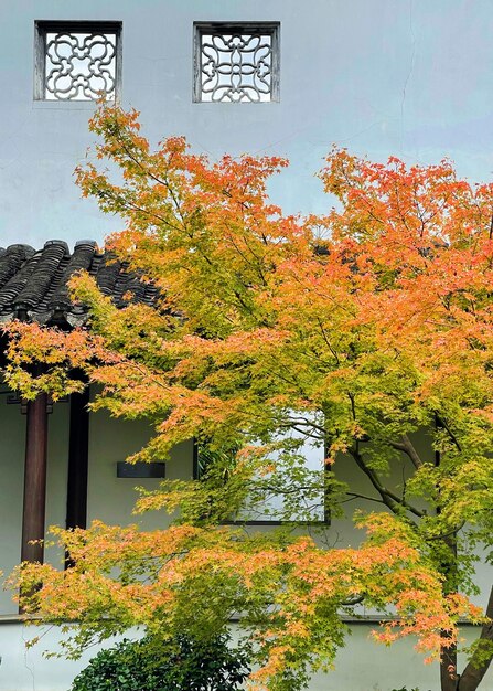 Arbre d'automne avec bâtiment chinois