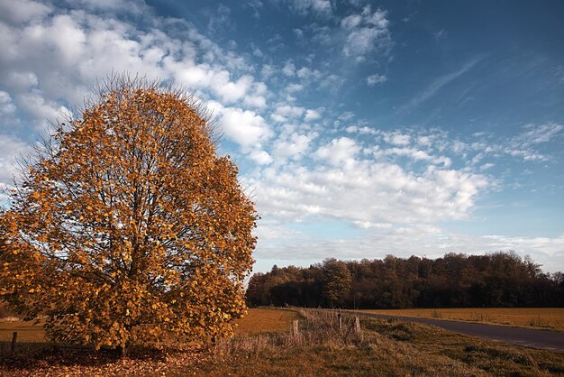 Arbre d'automne sur le champ contre le ciel