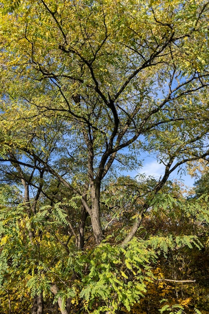 Un arbre en automne changeant la couleur du feuillage des arbres