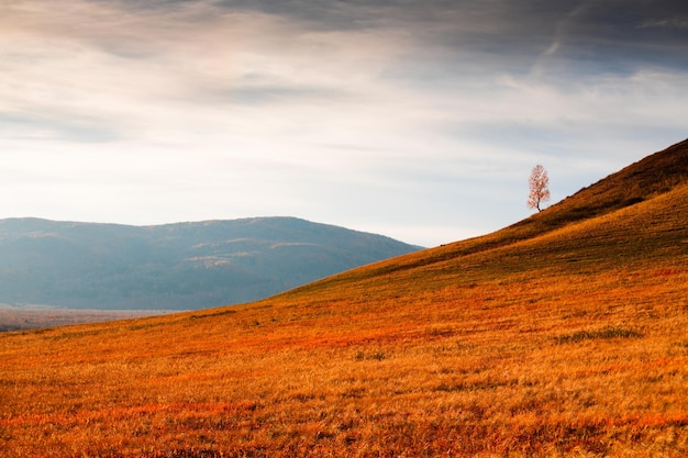 Arbre d'automne sur la colline avec de l'herbe jaune au coucher du soleil. Beau paysage d'automne.