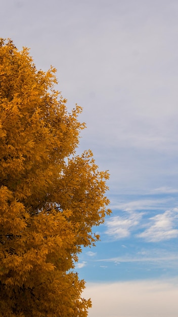 Arbre d'automne contre un ciel nuageux