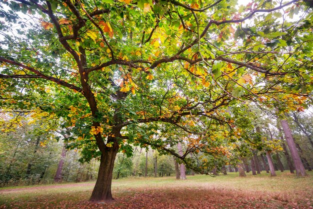 Arbre d'automne dans le parc de la ville