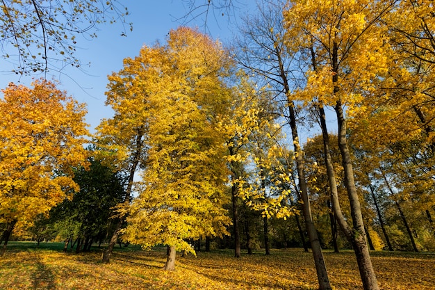 Arbre D'automne Avec Un Feuillage Qui A Changé De Couleur Pendant La Saison D'automne, Paysage D'arbres à Feuilles Caduques En Automne Pendant La Chute Des Feuilles, Nature