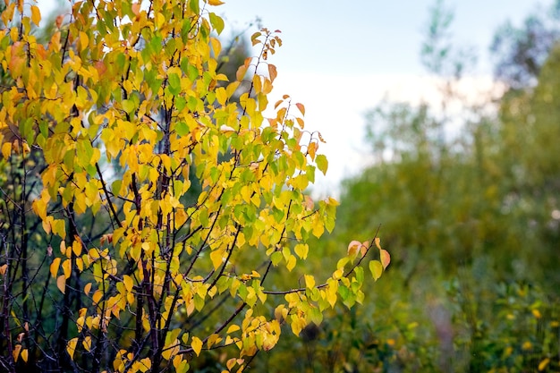 Arbre d'automne avec des feuilles colorées dans la forêt
