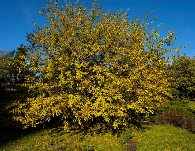 arbre d'automne. feuilles jaunies sur un arbre