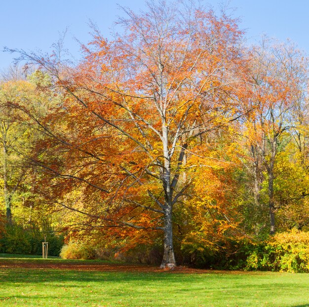 Arbre d'automne avec des feuilles d'or et un ciel bleu en journée ensoleillée