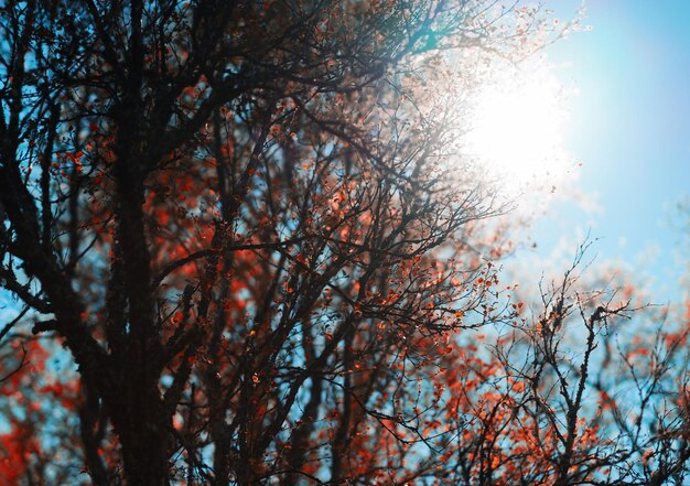 Arbre d'automne en fond de soleil direct hd