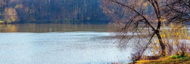 Arbre d'automne sur la forêt du lac sur le lac opposé