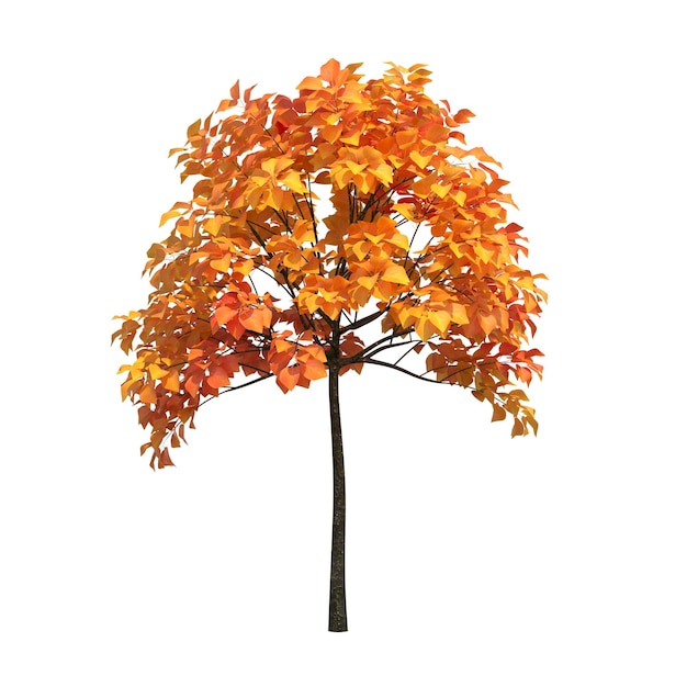 arbre d'automne isolé sur fond blanc, illustration 3D, rendu cg