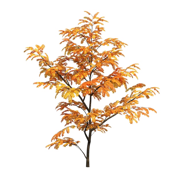 arbre d'automne isolé sur fond blanc, illustration 3D, rendu cg