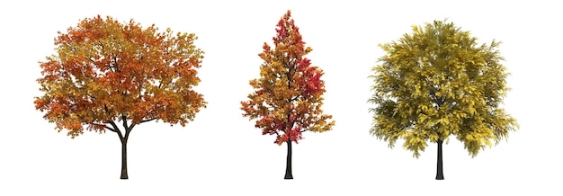 arbre d'automne isolé sur fond blanc, illustration 3D, rendu cg