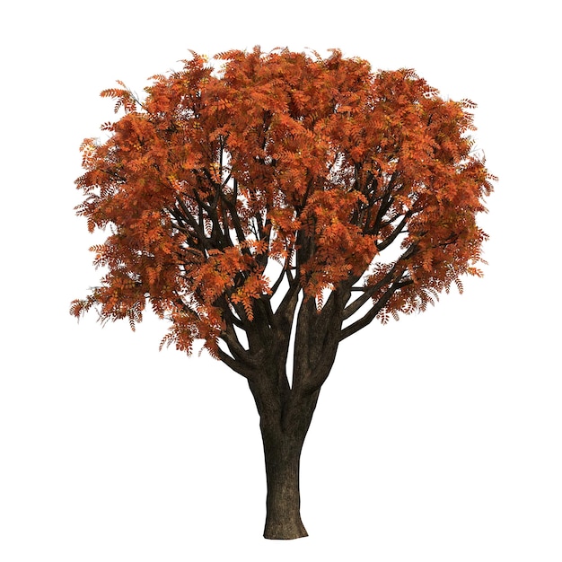 arbre d'automne isolé sur fond blanc, illustration 3D, rendu cg