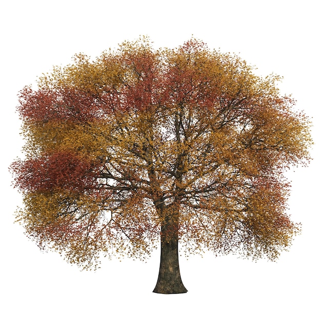 arbre d'automne isolé sur fond blanc, illustration 3D, rendu cg