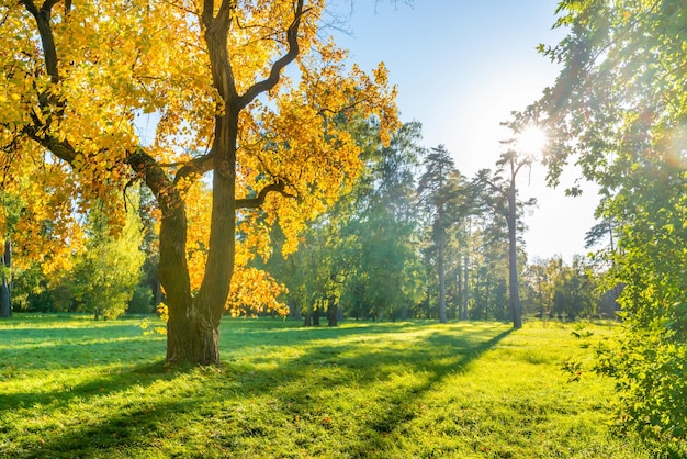 Arbre d'automne jaune sur champ vert avec des arbres d'automne