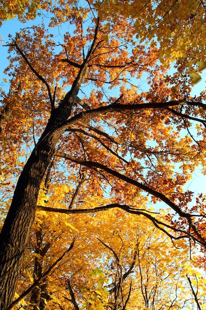 Arbre d'automne à la lumière du coucher du soleil