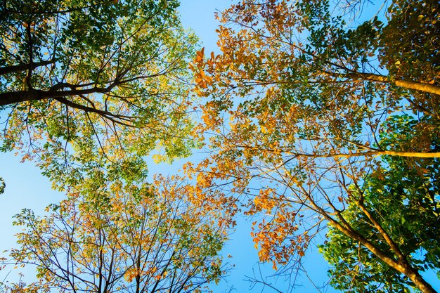 Arbre automne nature au coucher du soleil fond de ciel nature