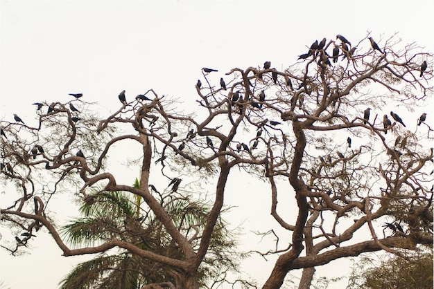 Arbre d'automne avec nid et oiseaux