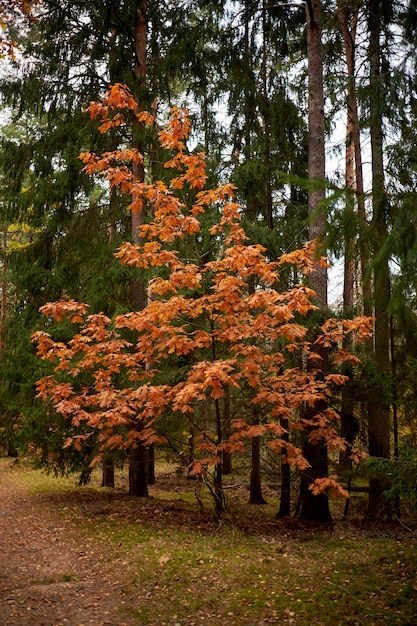 Arbre d'automne rouge sur la forêt.