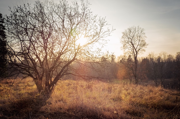 Arbre d'automne sans feuilles dans la lumière du coucher du soleil.