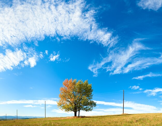 Arbre d'automne solitaire sur le ciel avec un fond de nuages de cirrus. Trois coups d'image de couture.