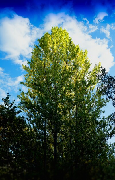 Photo arbre d'automne vertical sous le fond de paysage de ciel bleu