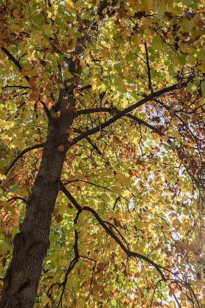 Arbre d'automne