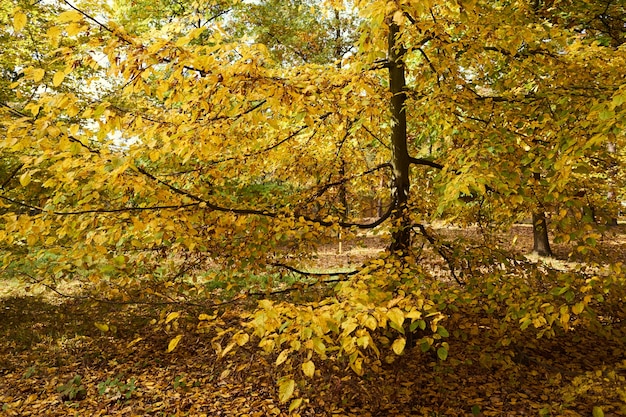 Arbre d&#39;automne