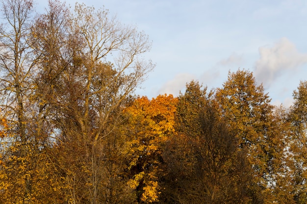 Arbre d'automne