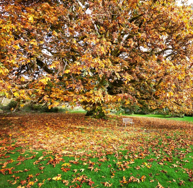 Photo arbre d'automne