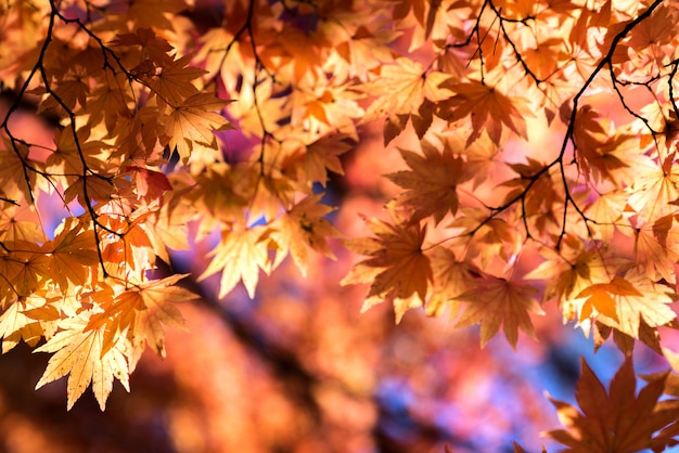 Arbre d'automne