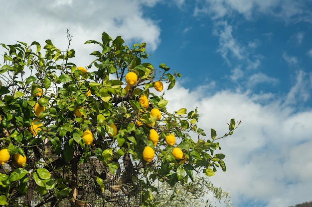 Arbre aux citrons contre un ciel bleu avec des nuages blancs Branches avec de gros citrons jaunes