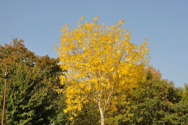 Arbre aux couleurs d'automne en Normandie