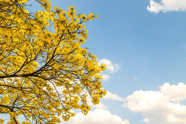 Arbre aux couleurs d'automne par une journée ensoleillée