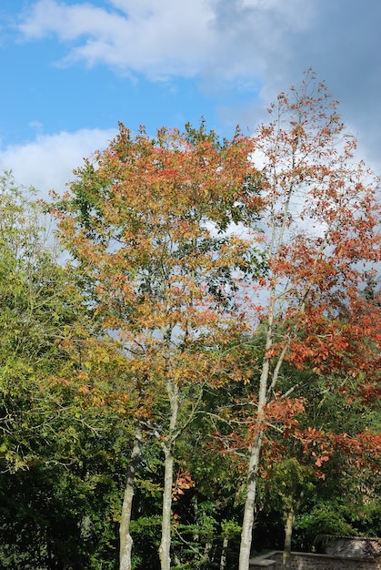 Arbre aux couleurs d'automne