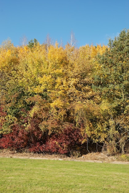 Arbre aux couleurs d'automne