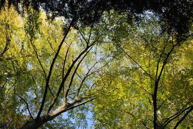 Arbre aux couleurs d'automne