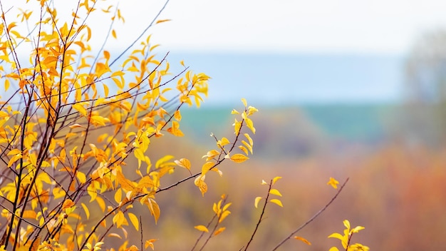 Arbre aux feuilles d'automne dorées sur le fond d'un champ