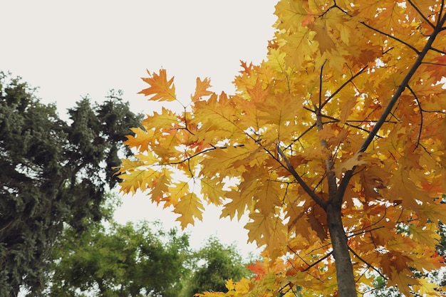 Arbre aux feuilles d'automne jaunes contre le ciel