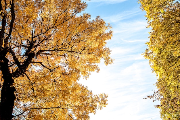 Un arbre aux feuilles jaune vif et orange sur les branches avec un ciel bleu en arrière-plan en br