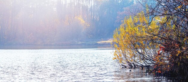 Un arbre aux feuilles jaunes au bord du lac par une journée d'automne ensoleillée