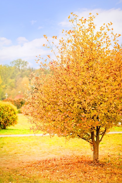 Arbre aux feuilles jaunes sur la clairière à l'automne par une journée ensoleillée